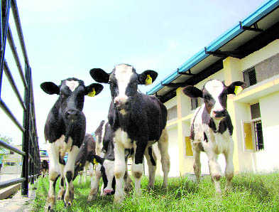 State to import cattle semen from Pakistan