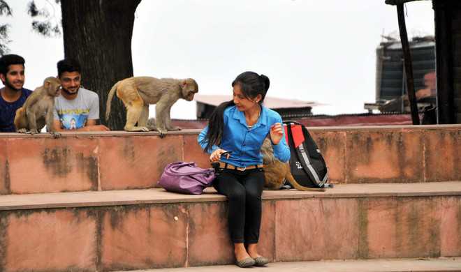 Culling of monkeys likely from April 15
