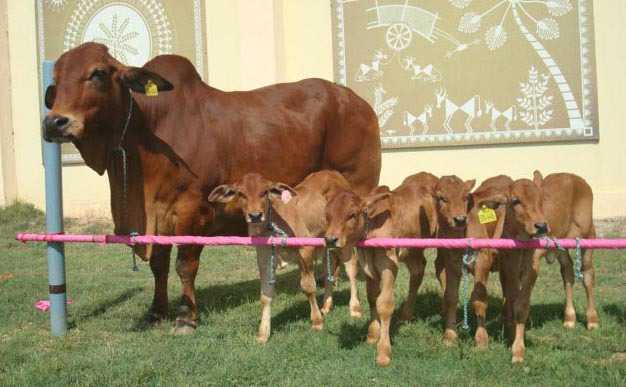 5 ‘elite’ calves born through surrogacy