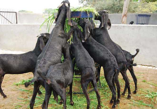 Goats churning profits in dryland farming