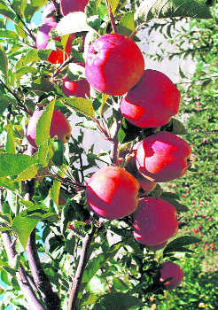 US apples likely to be imported