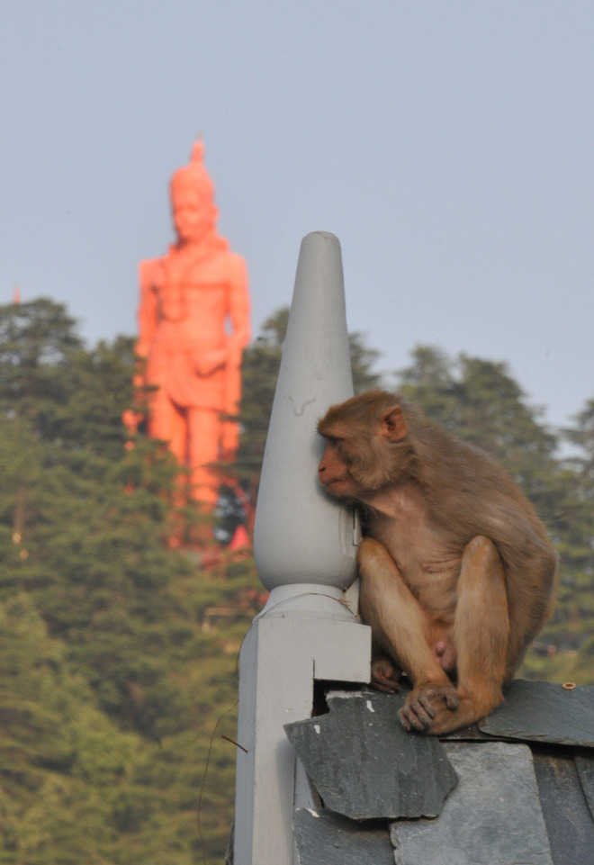 Govt ‘firm on’ checking monkey menace