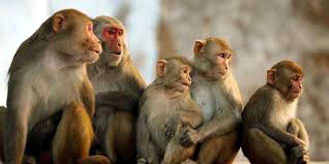 HC notice to Centre, state on monkey menace
