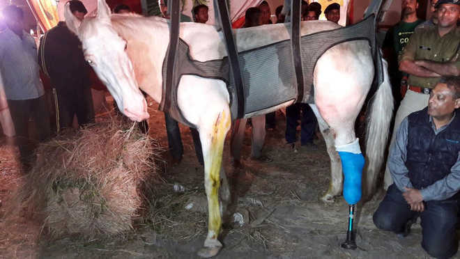Police horse ‘Shaktiman’, injured at BJP protest, dead