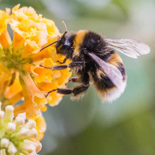 How bumblebees use motor skills to pollinate flowers