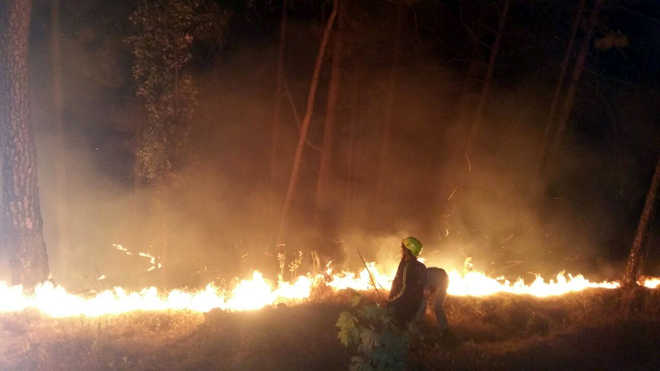 Forest fires leave 3 dead, 14 injured