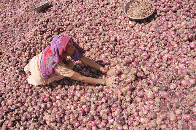 Onion rates crash, farmers dejected