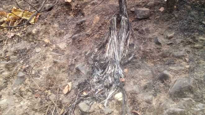 BSNL cables worth several lakhs gutted