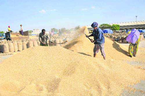 Punjab wheat gives boost to procurement in Haryana