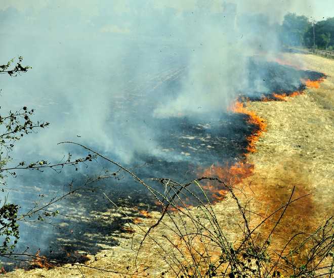 Despite ban, stubble burning goes on unabated in Muktsar