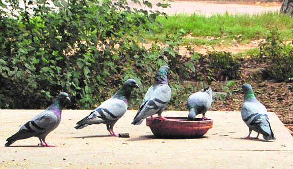 Keep water pots on rooftops for birds, urge environmentalists