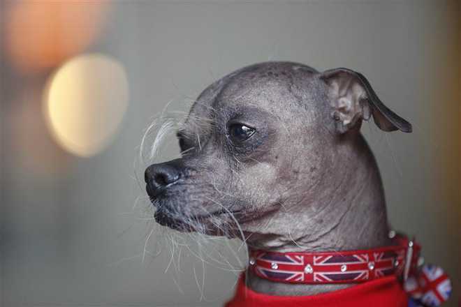 ‘World’s Ugliest Dog’ wins hero award in UK