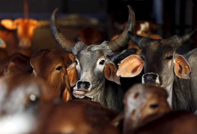 Cow cess on vehicles, power to be levied in Punjab soon