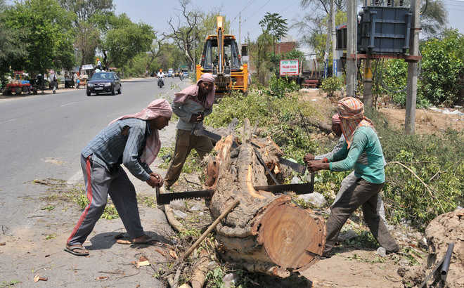 Image result for punjab tree cutting