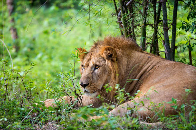 10 lions encaged after spate of big cat attacks in Gujarat
