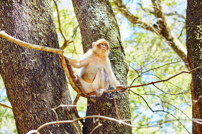 Monkey headache hi-res stock photography and images - Alamy