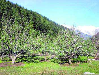 Firms’ refusal to give relief irks apple growers