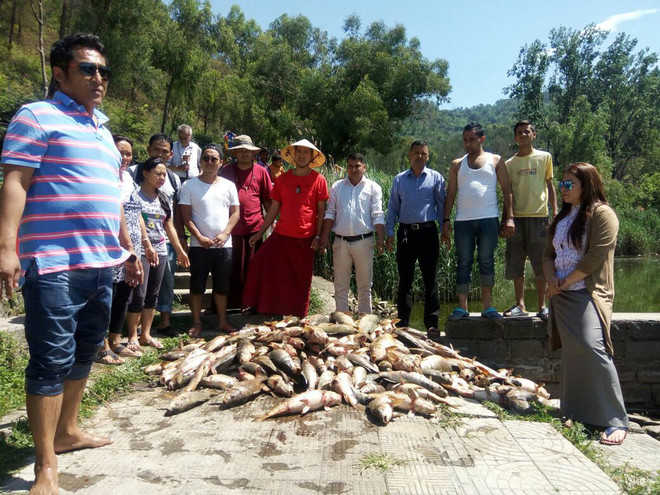 Hundreds of fish dying in Rewalsar lake
