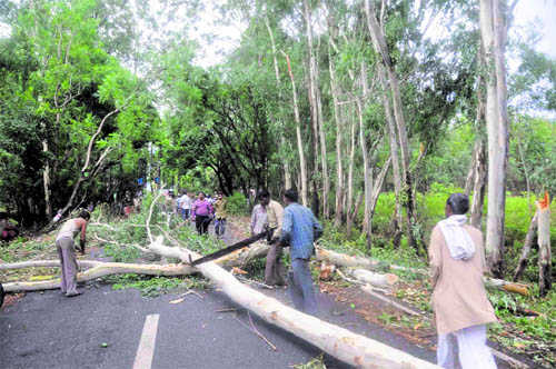NGT bans tree felling for road projects