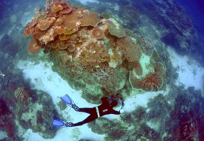 Bleaching kills 35% of corals in northern and central parts of Great Barrier Reef