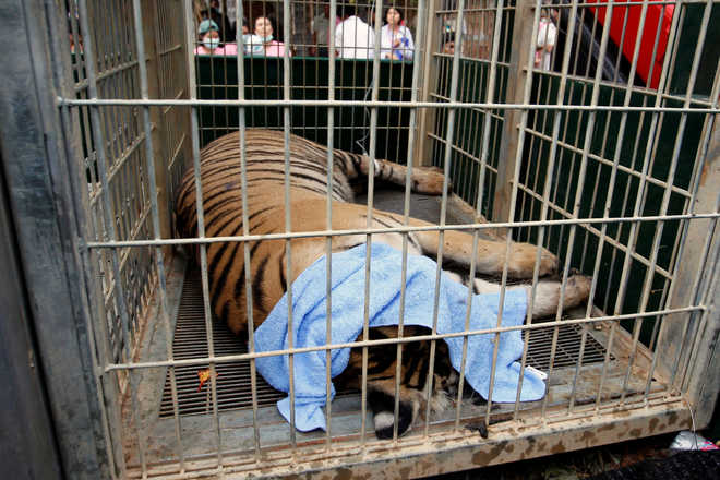 Big cats removed from Thailand''s infamous Tiger Temple