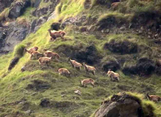 Encroachment forcing Himalayan animals to flee to lower valleys