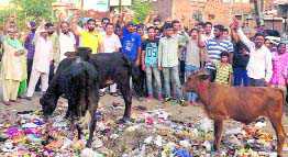 Stray Cattle Menace Continues : The Tribune India