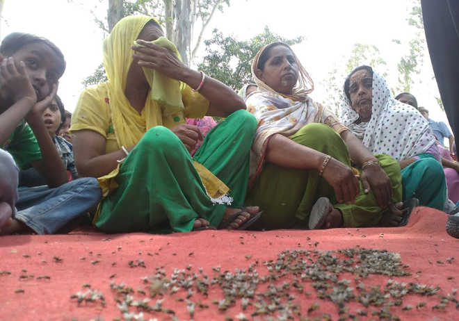 Housefly menace makes life miserable for Karnal villagers