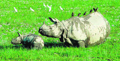 Locking horns to save rhino