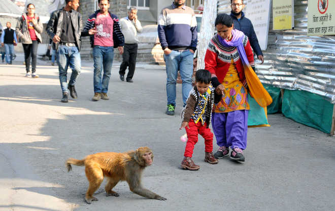 Government to seek stakeholders’ opinion on culling of monkeys