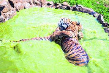 Tigress found dead in Ranthambore