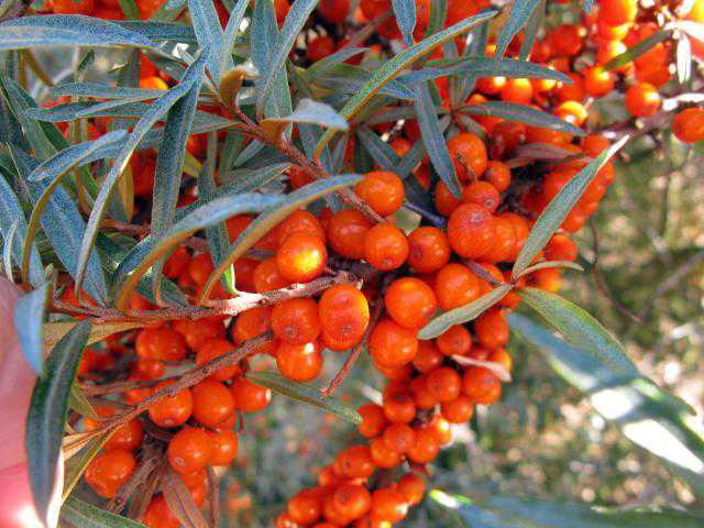 Wait over, sea buckthorn cultivation from July