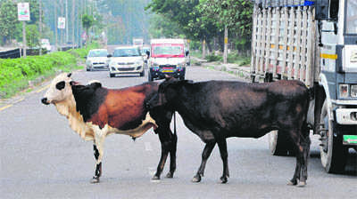 Shelters packed, stray cattle roam freely in Panchkula