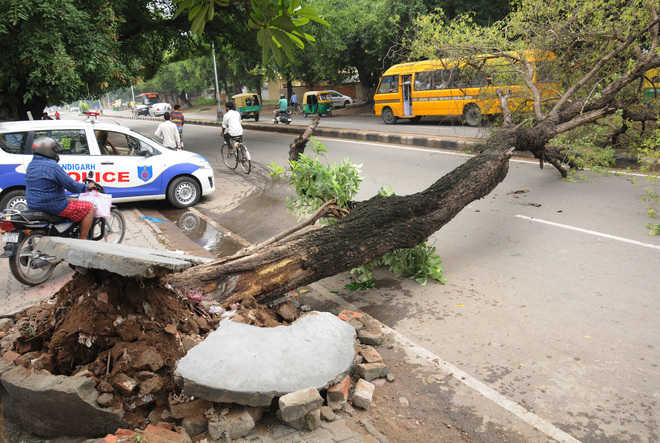 Concrete paver blocks destroying trees in city