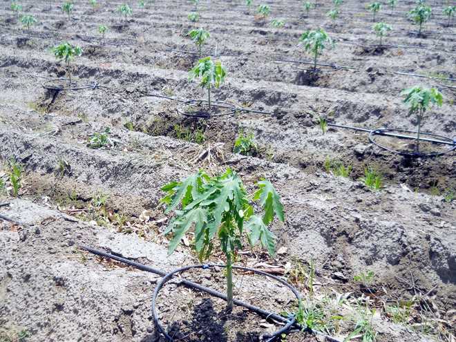 State’s largest papaya orchard comes up in Fatehgarh Sahib