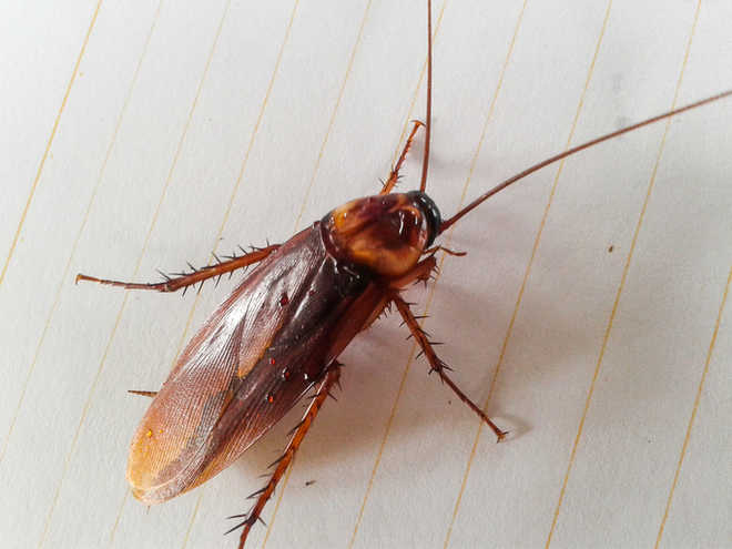 Like humans, cockroaches use GPS to move around