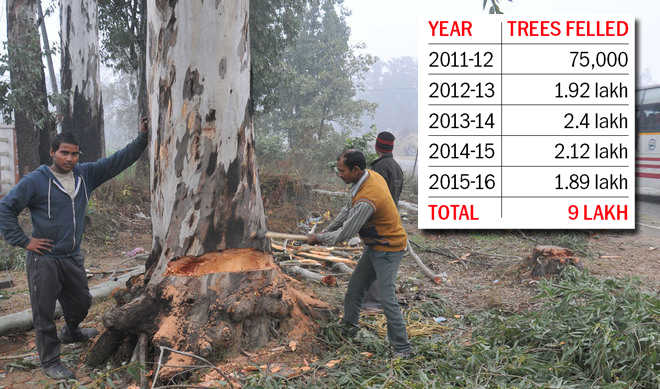 9 lakh trees gone in 5 years