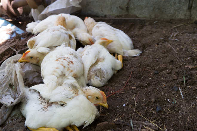 Why some chickens are resistant to bird flu