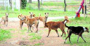 Rabid dog bites 15 in Panchkula, dies