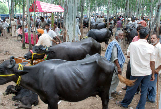 ‘Harassment’ in name of cows by contractors’ henchmen too