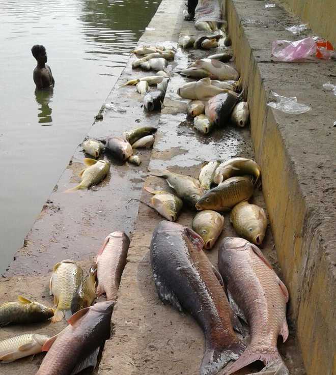 Scores of dead fish surface at holy pond of shrine