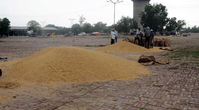 NGO seeks shifting of Bhagtanwala grain market to villages on outskirts