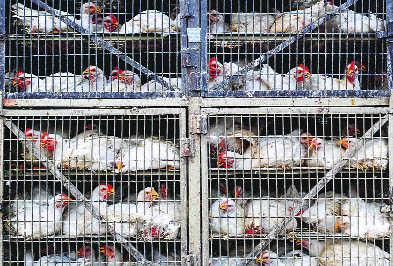 SC notice on cruelty to hens in coops