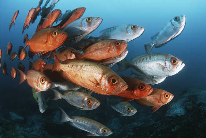 Some fish tackle ocean global warming by pretending it''s night