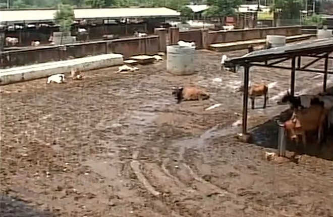 Over 500 cows die at Jaipur’s cowshed in 10 days