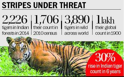 Count up, but tigers still unsafe