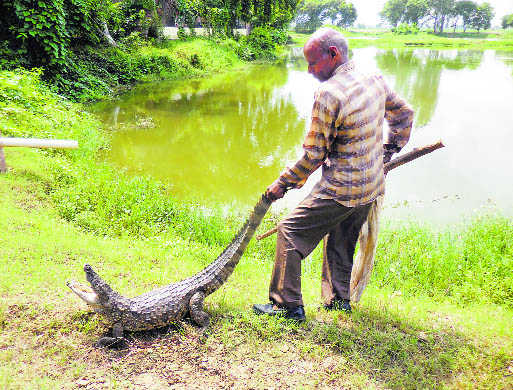 Crocodile rescued in Kurukshetra