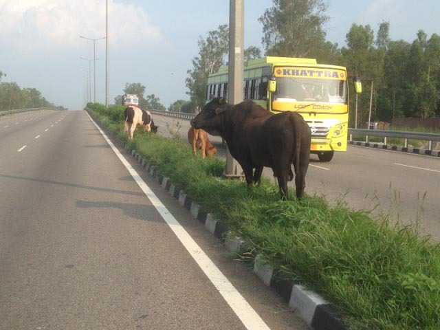 No end to stray animal menace on NH-1