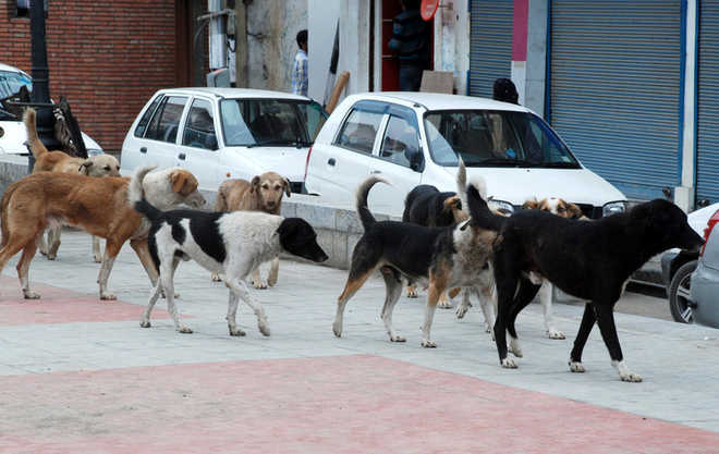65-year-old mauled to death by stray dogs in Kerala - The Tribune