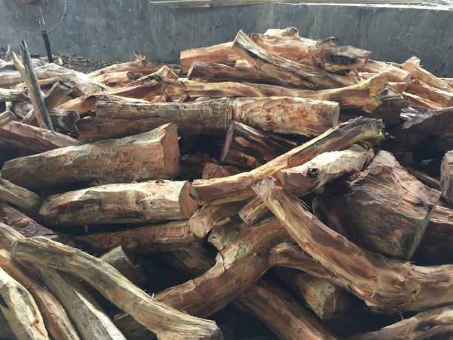 Rs. 5 cr khair wood stolen from Gujarat jungles recovered in MP; One held